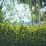 Ontdek de voordelen van de nieuwste heggenscharen van Blitterswijk voor jouw tuin